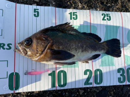 メバル（おと）