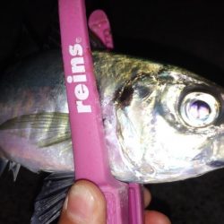 今期最大サイズ