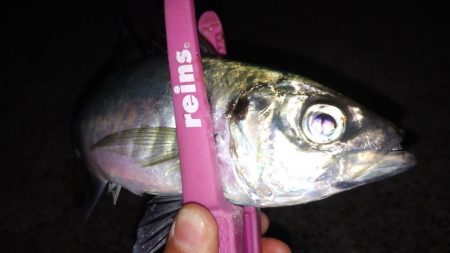 今期最大サイズ