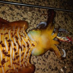 モンスター降臨IN対馬