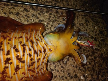 モンスター降臨IN対馬