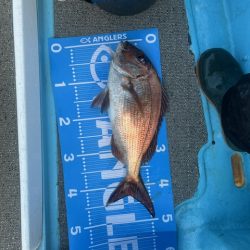 鹿児島のノッコミ真鯛を釣ってきました