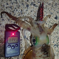 ナイトエギングIN対馬