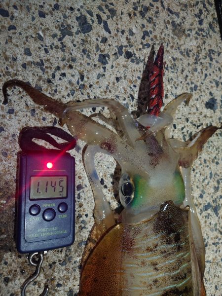 ナイトエギングIN対馬