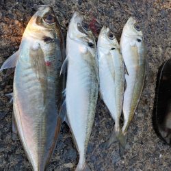 完全に遅刻からの今季最大のアジ