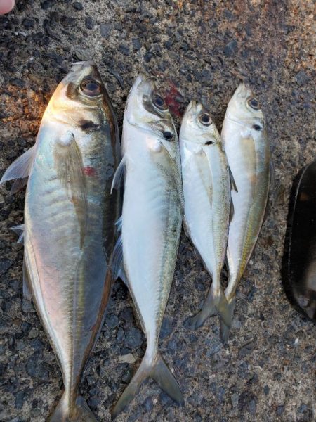 完全に遅刻からの今季最大のアジ