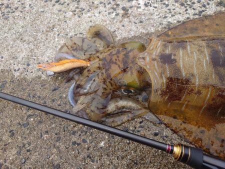 バレンタインモンスター降臨IN対馬