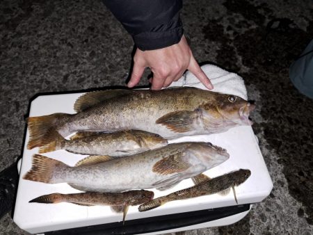 どでかいアイナメ