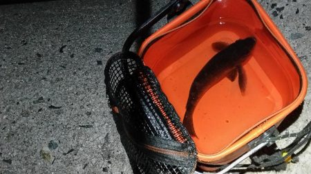 明石メバリング