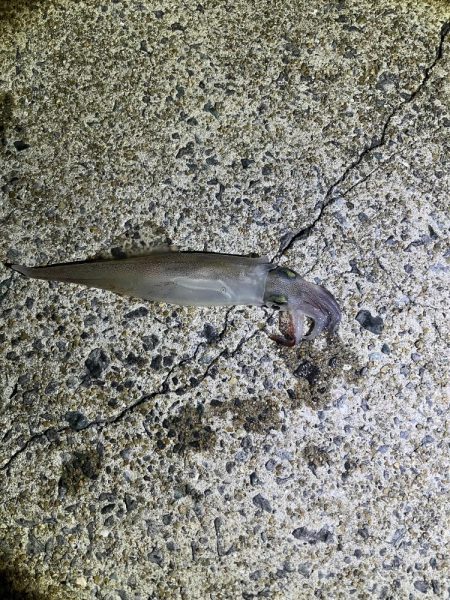 邪道エギでエギング