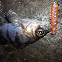 メバルプラッギング