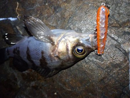 メバルプラッギング