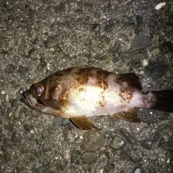 有田でポイントに入れなかったので!