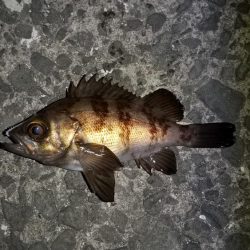 極寒の中岸和田方面アジング行って来ました。