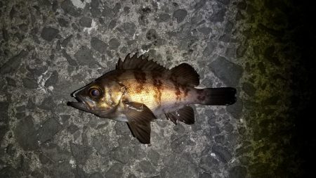 極寒の中岸和田方面アジング行って来ました。