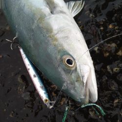 雨の合間の釣行