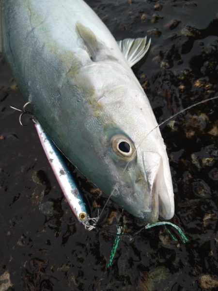 雨の合間の釣行