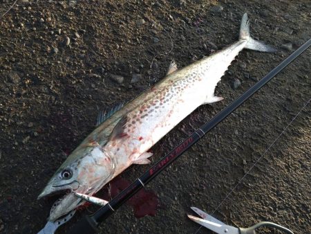 牙のある長いやつ