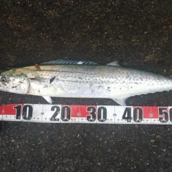 なんとかサゴシゲット