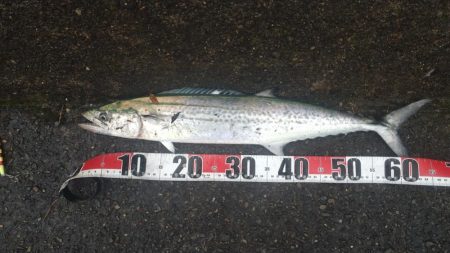 なんとかサゴシゲット