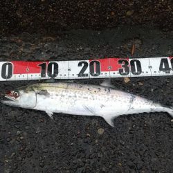 雨ときどきサゴシ