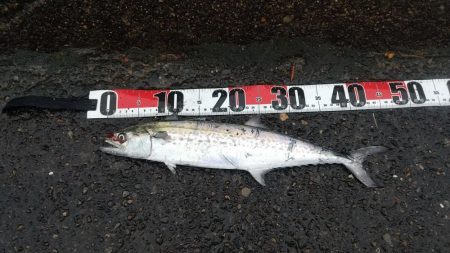 雨ときどきサゴシ