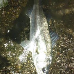 シーバス、キビレ