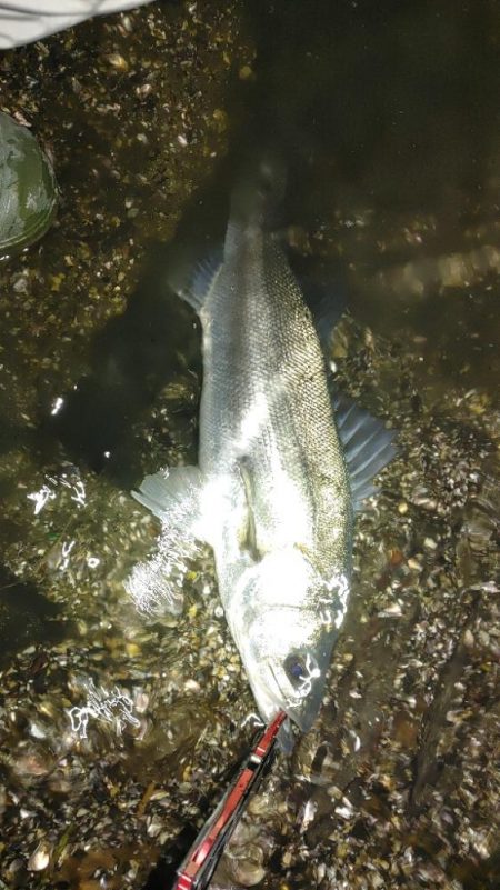 シーバス、キビレ