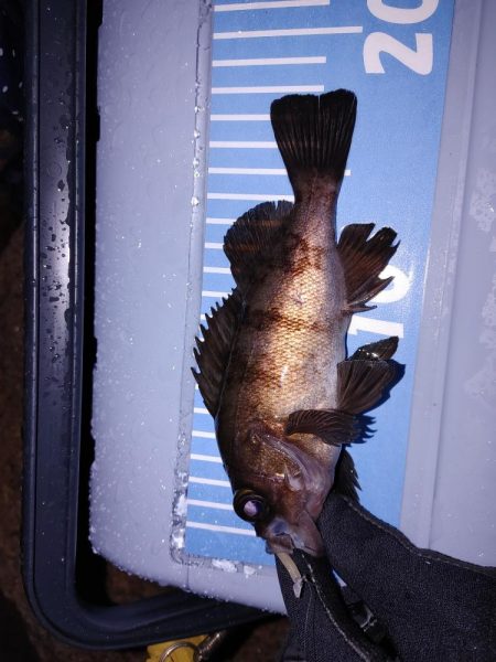 雨中メバリング