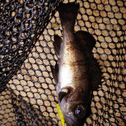 激渋メバリング