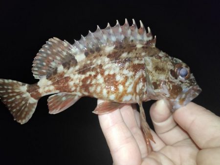 フィッシングショー帰りに