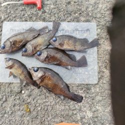 泉佐野食品コンビナートでメバル