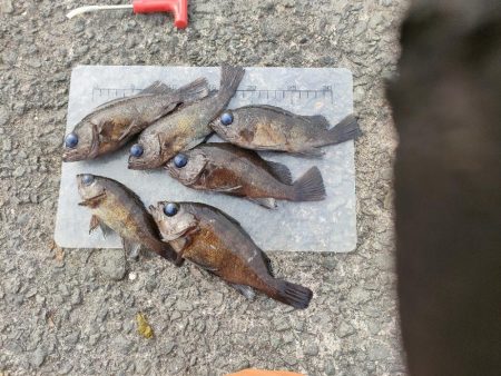 泉佐野食品コンビナートでメバル