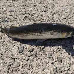 ショアジギング