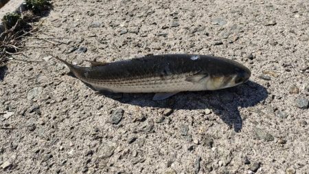 ショアジギング