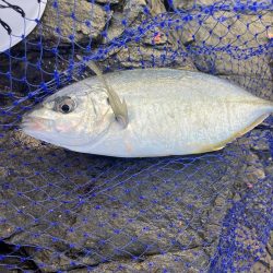 たかたかの釣り日記