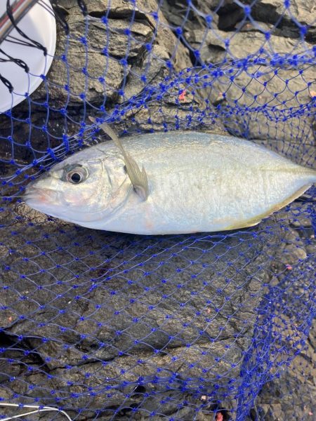 たかたかの釣り日記