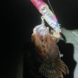 初ホタルイカ&ホタルイカパターン