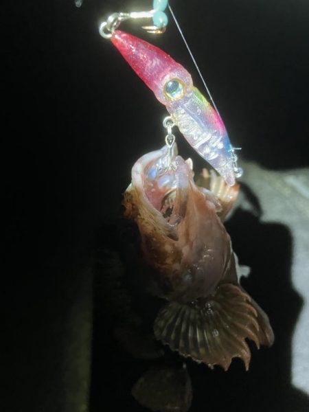 初ホタルイカ&ホタルイカパターン