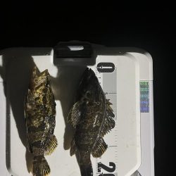 メバル調査釣り