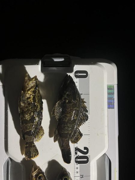 メバル調査釣り