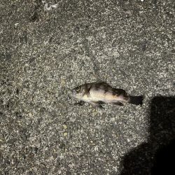 寒いがアジング