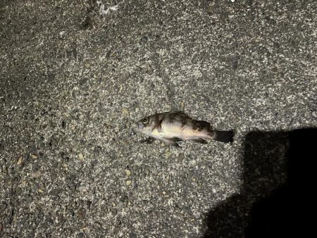 寒いがアジング