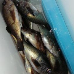 メバル釣りに