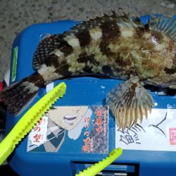 2024/02/02 南港ライトゲーム釣行 (ロックフィッシュ狙い)