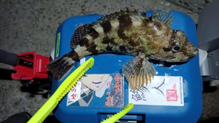 2024/02/02 南港ライトゲーム釣行 (ロックフィッシュ狙い)