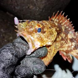 ガシラはなんとか