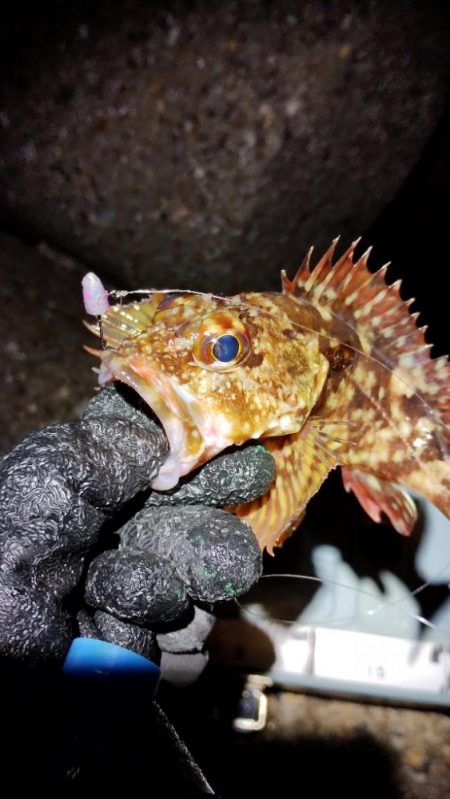 ガシラはなんとか