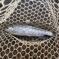 初めての管釣り