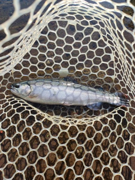 初めての管釣り